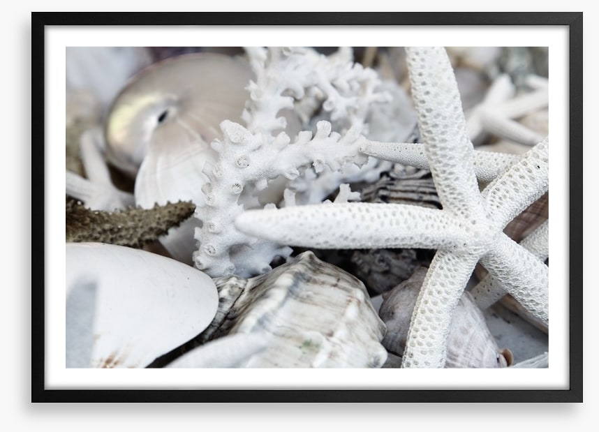 Starfish and coral