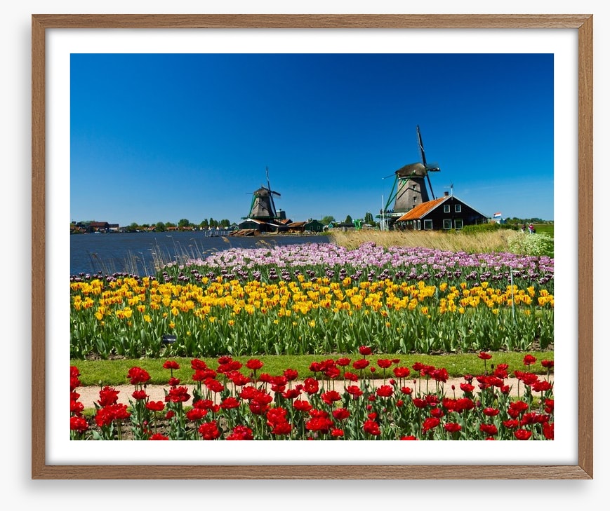 Behind the tulips