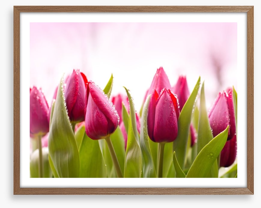 Tulip dew