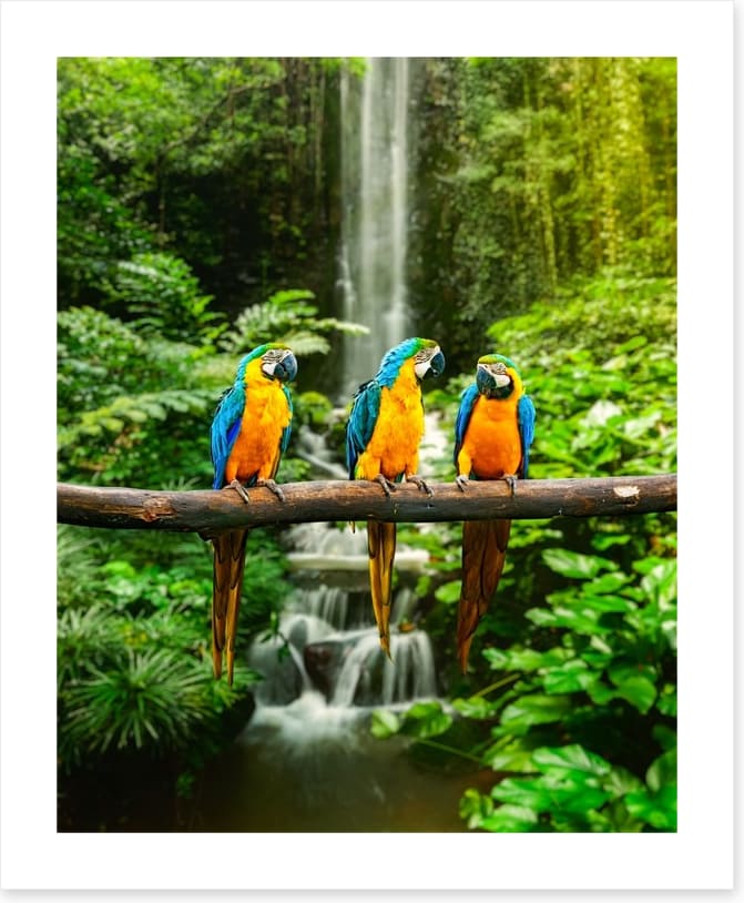 The three macaws