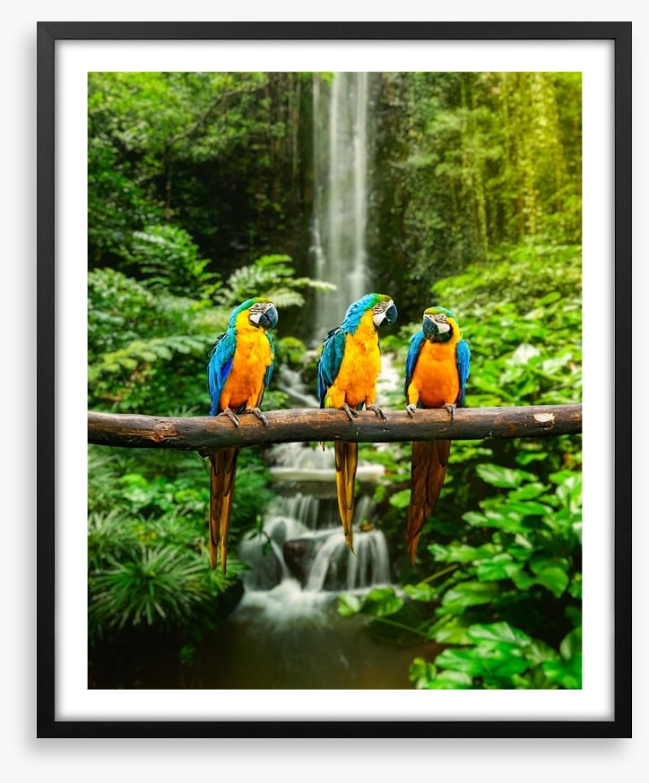 The three macaws