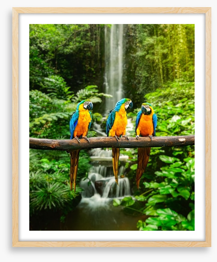 The three macaws