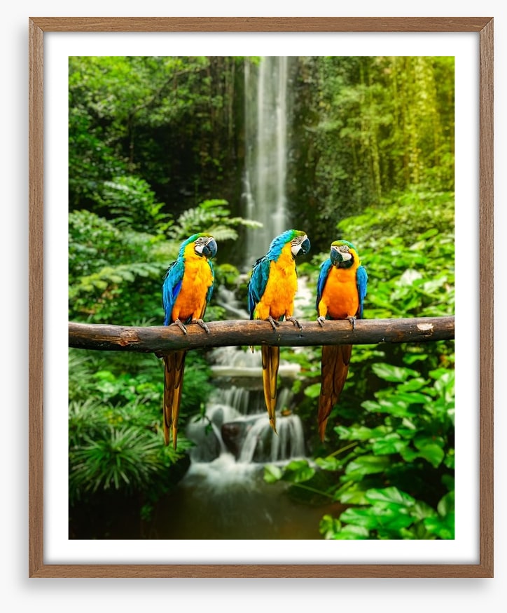 The three macaws