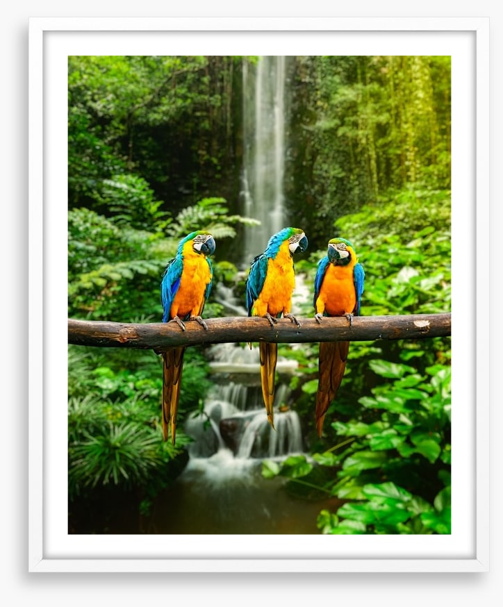 The three macaws