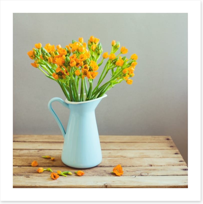 Blue jug blooms