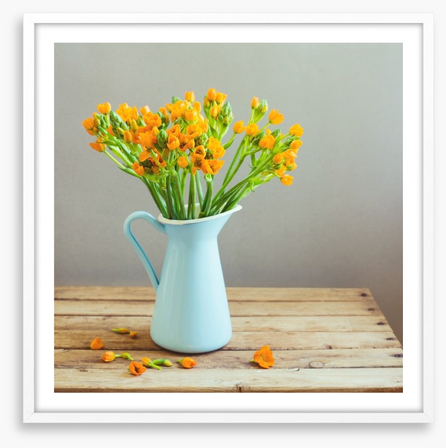 Blue jug blooms