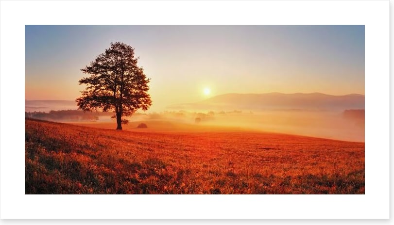 Lone tree in the sunrise meadow