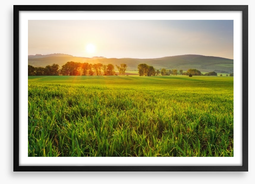 Green wheat glow