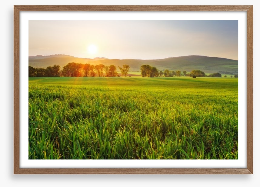 Green wheat glow