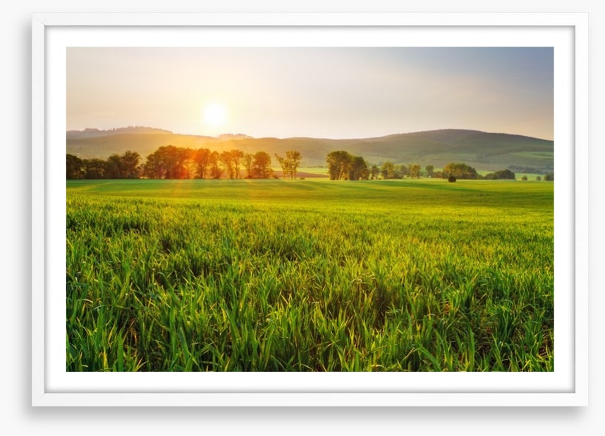 Green wheat glow
