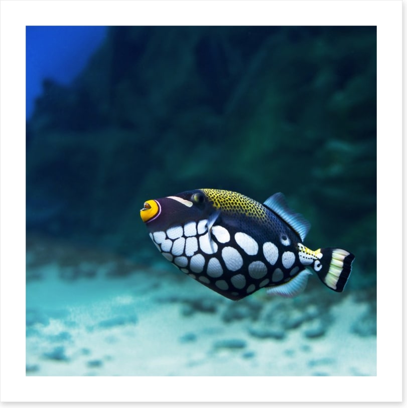 Triggerfish clown