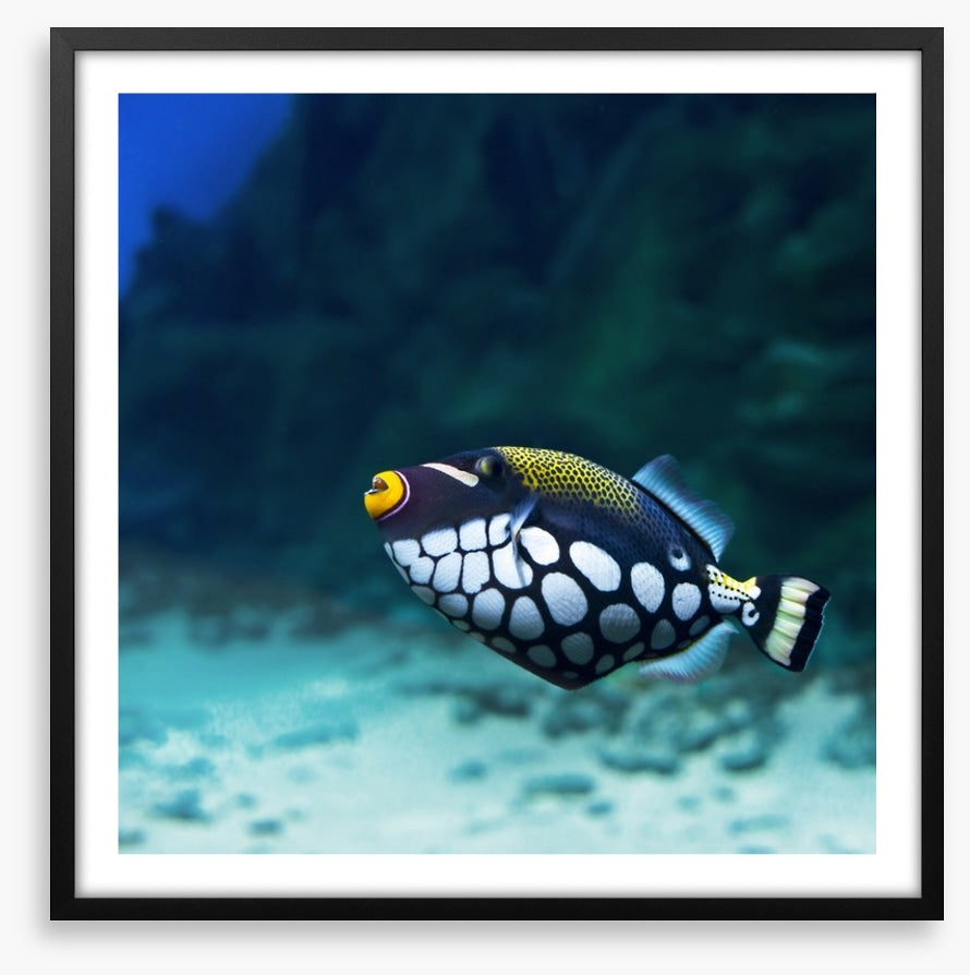 Triggerfish clown