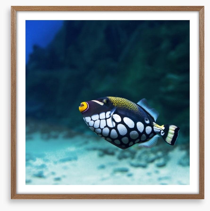 Triggerfish clown
