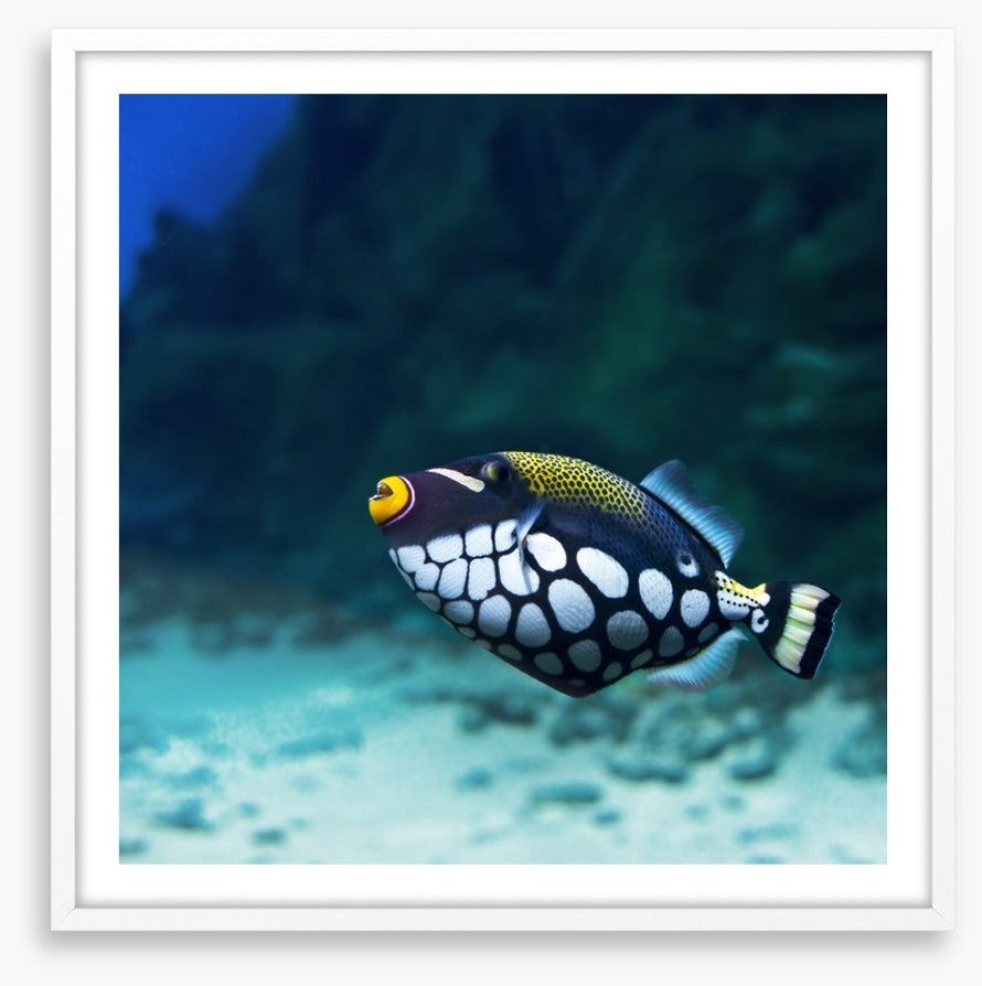 Triggerfish clown