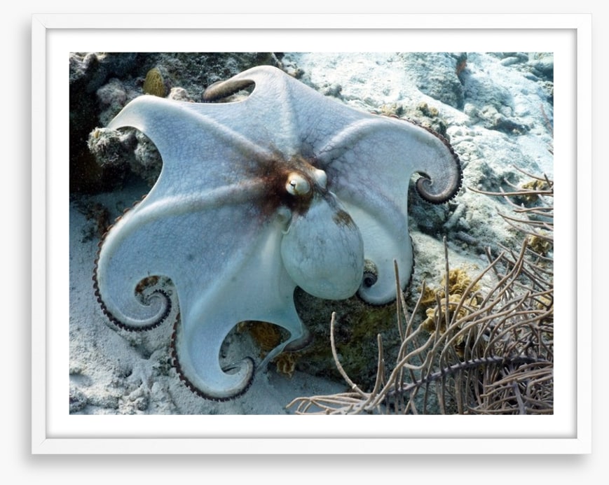 Octopussy