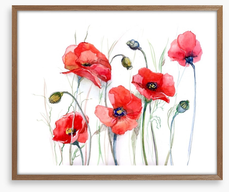 Delicate poppies
