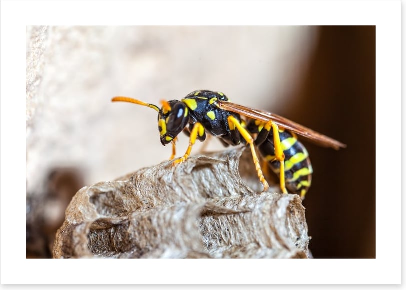 Insects