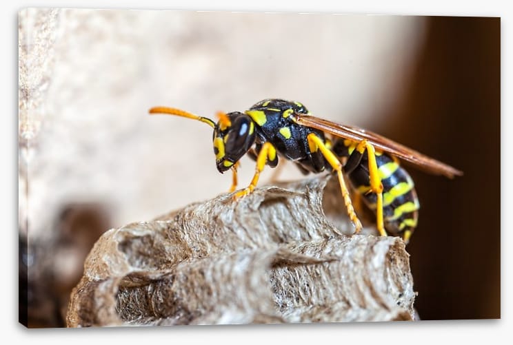 Insects