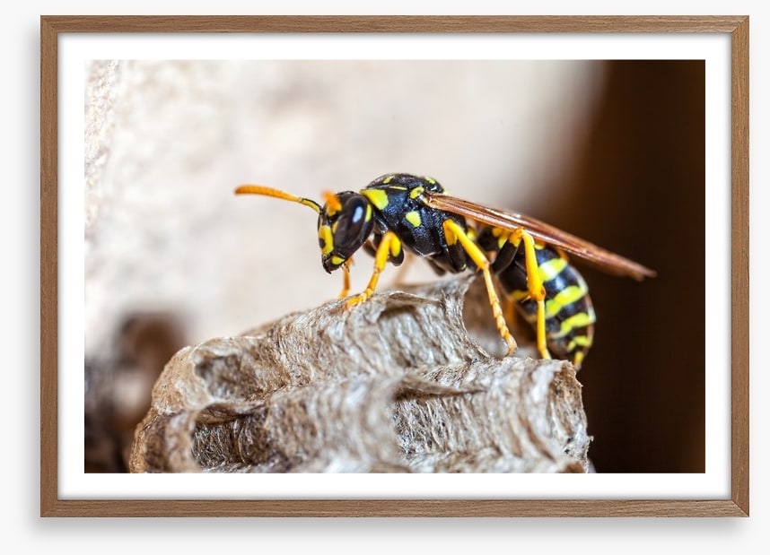 Insects