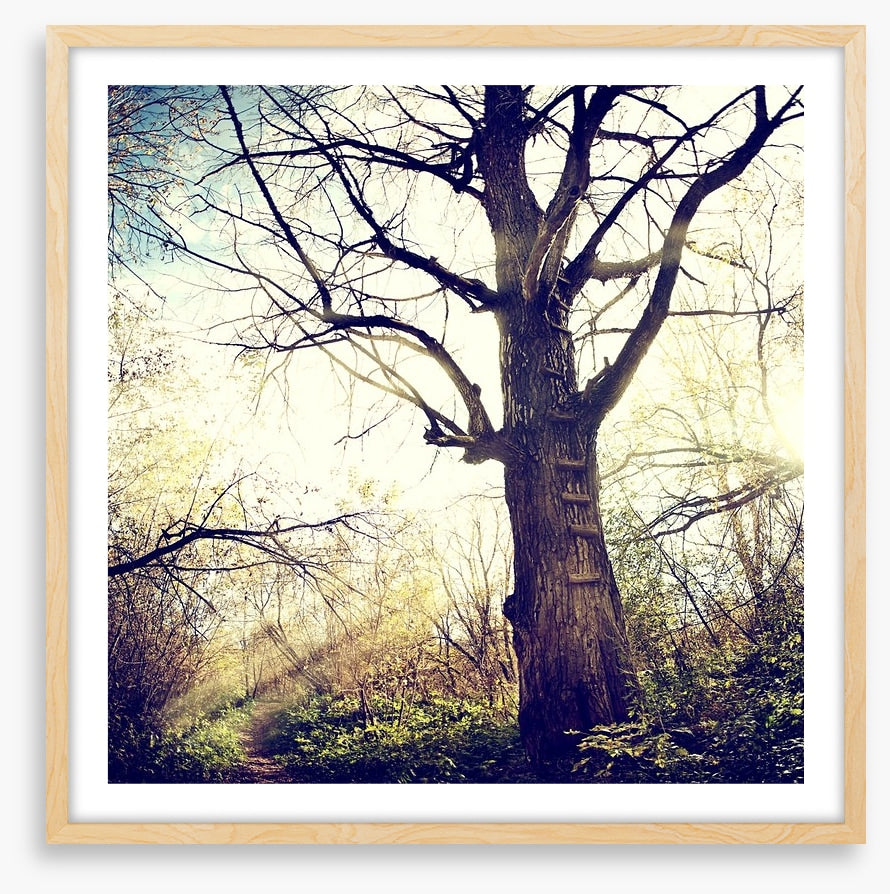 The ancient tree