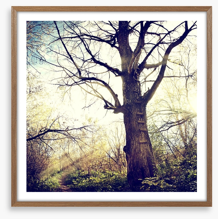 The ancient tree