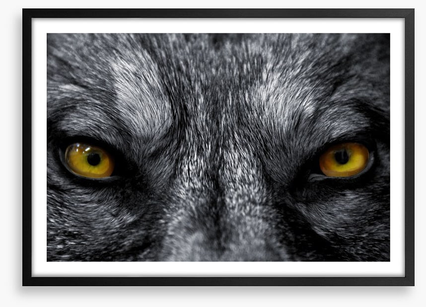 Eyes of the alpha