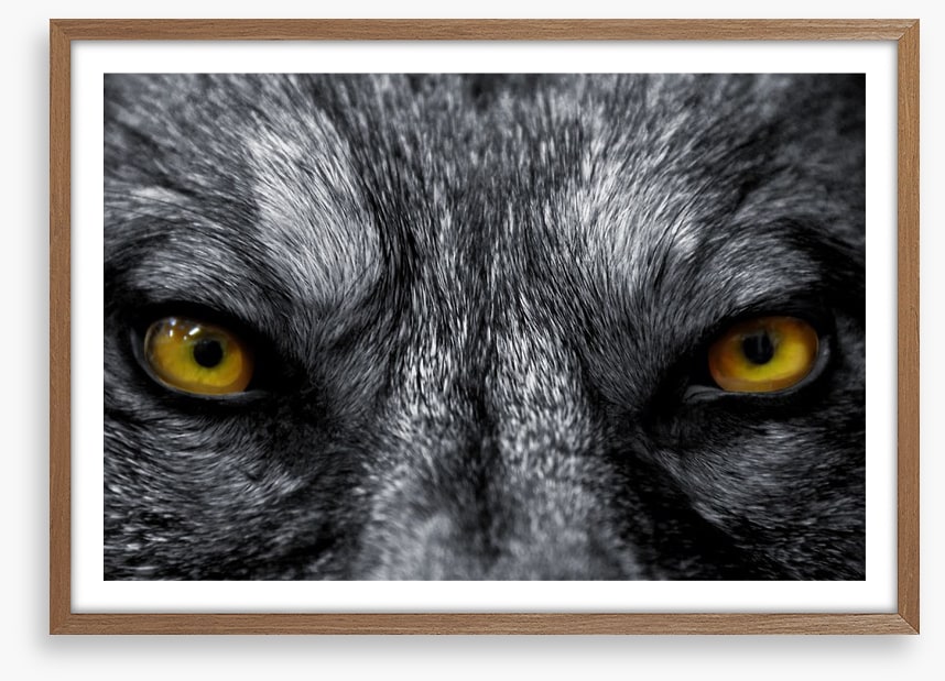 Eyes of the alpha