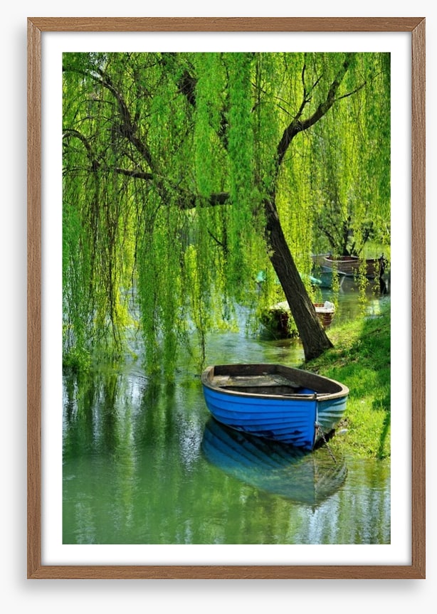 Boat under the willow