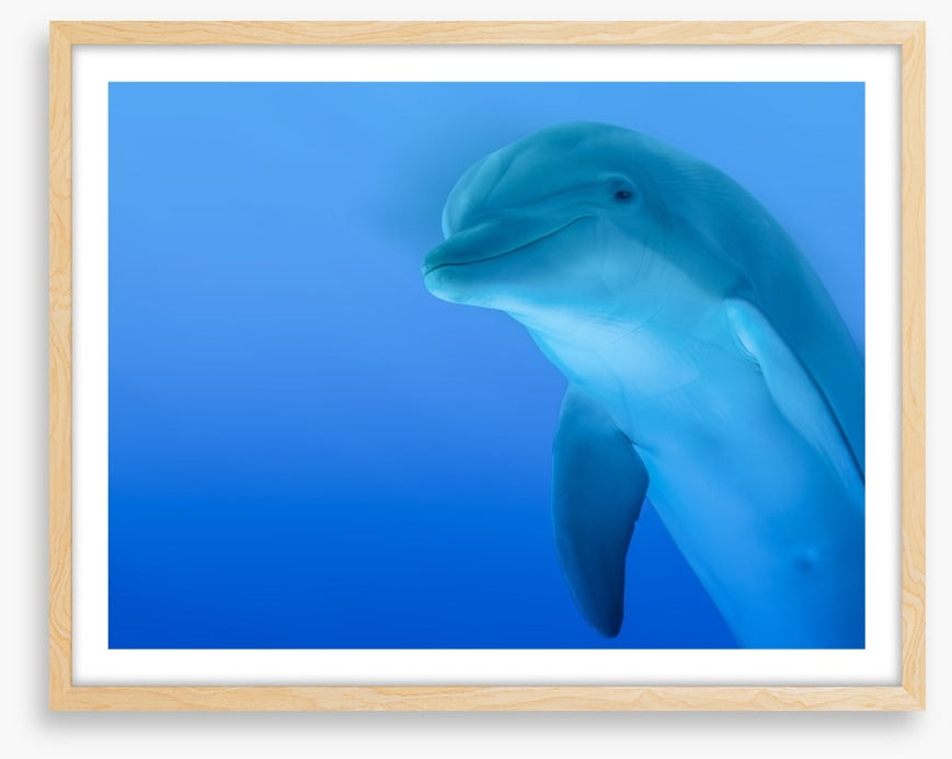 The curious dolphin