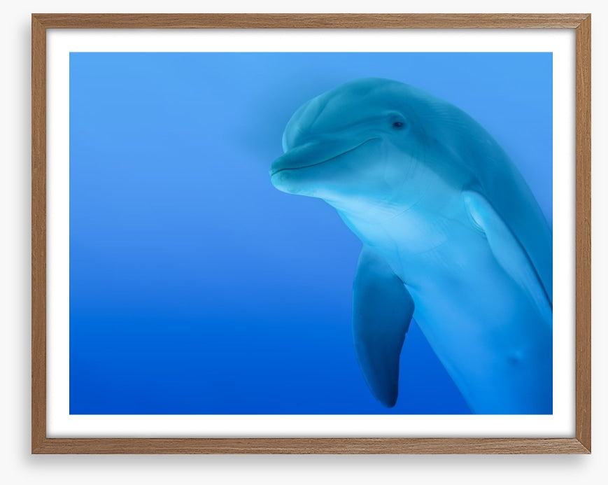The curious dolphin