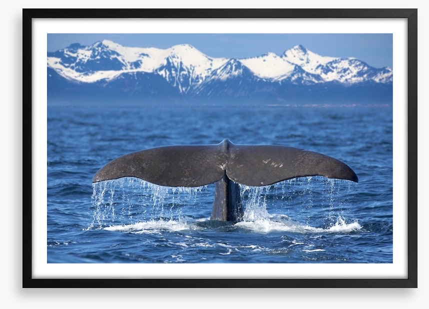 Whale tail wave