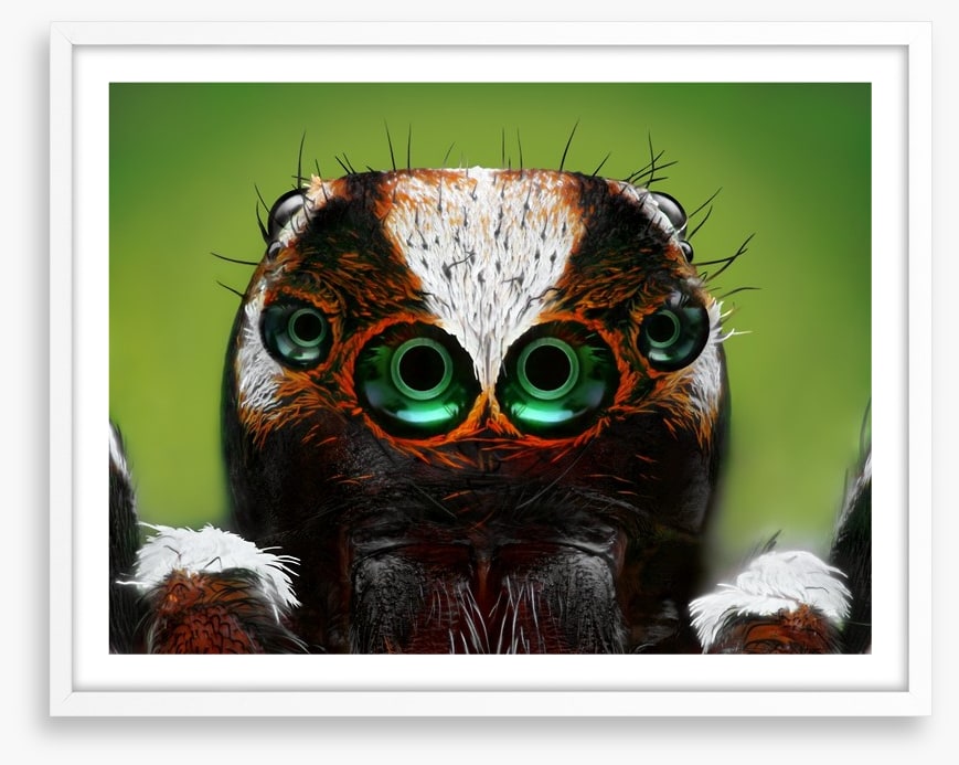 Turkish jumping spider