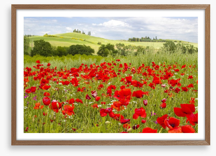 Tuscany poppies