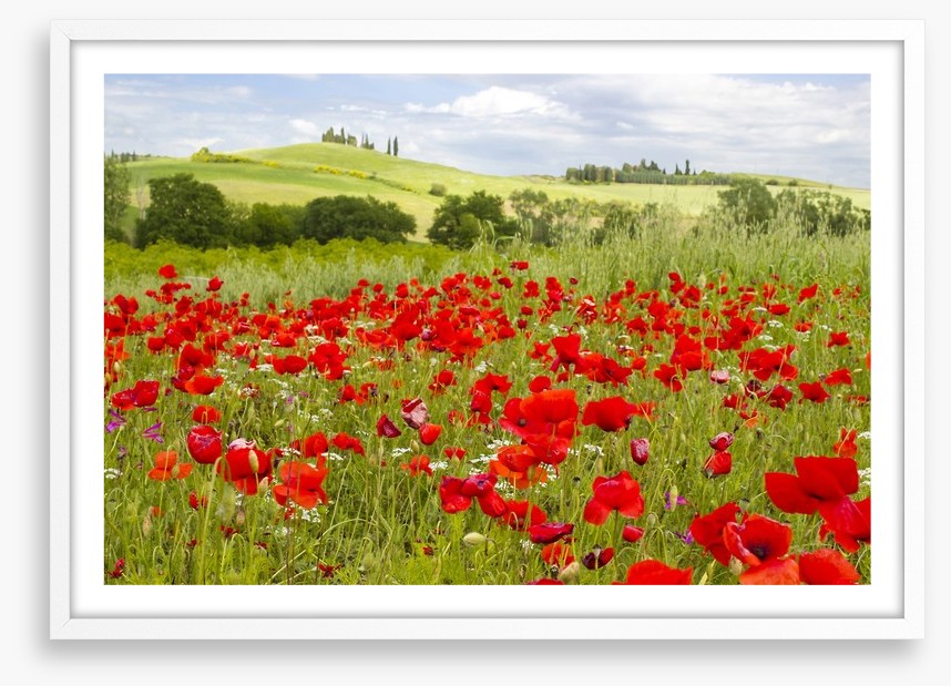 Tuscany poppies