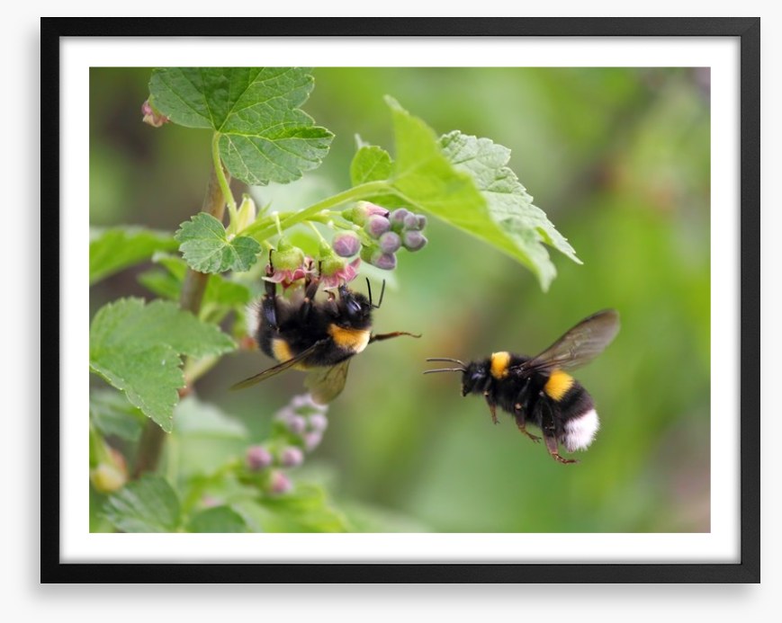 Insects