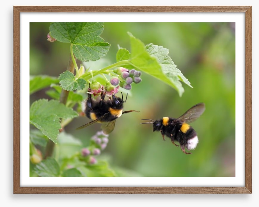Insects