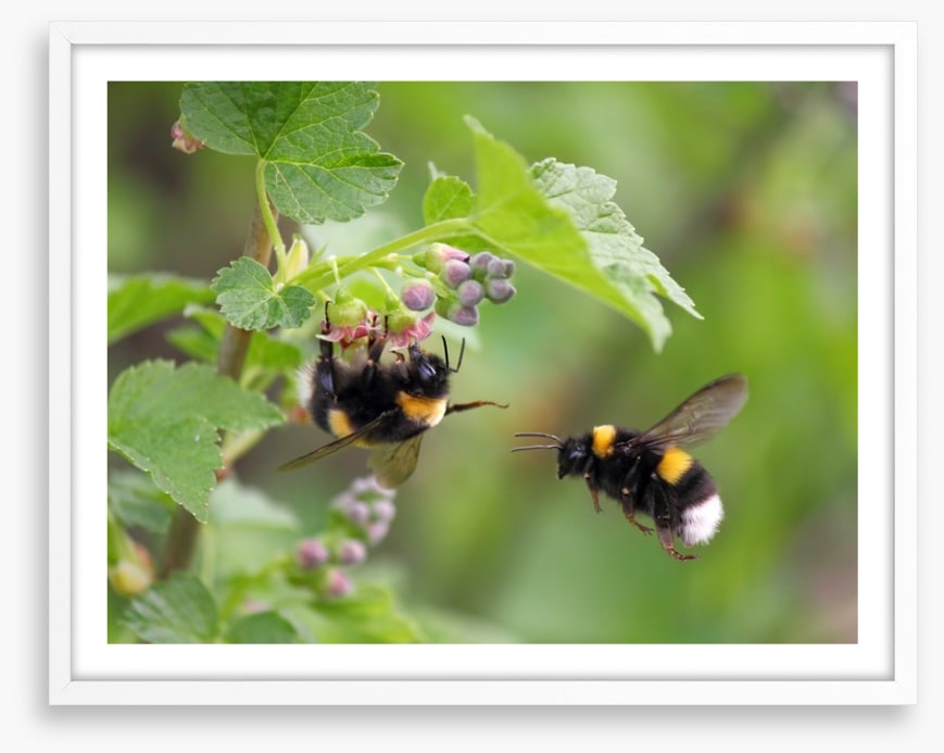 Insects