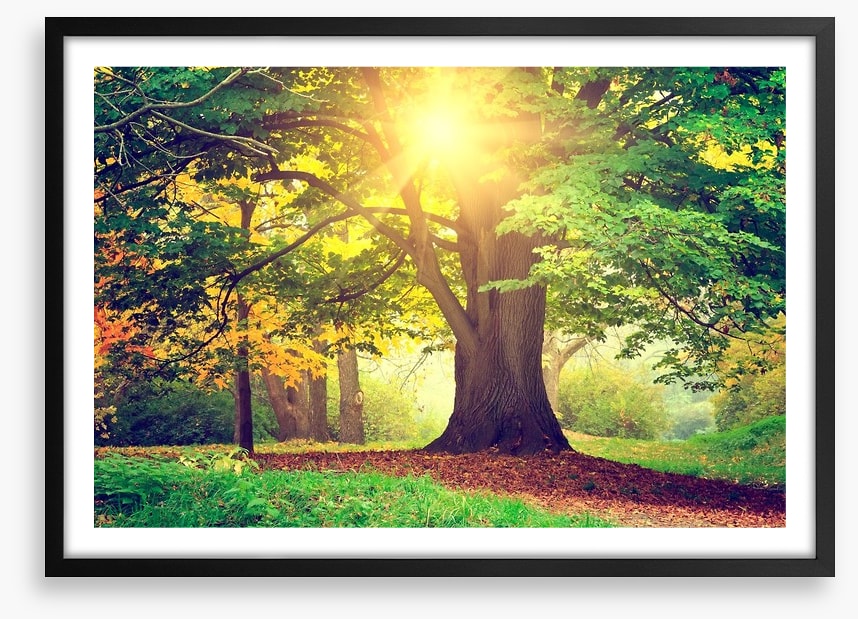 Autumn park sunlight