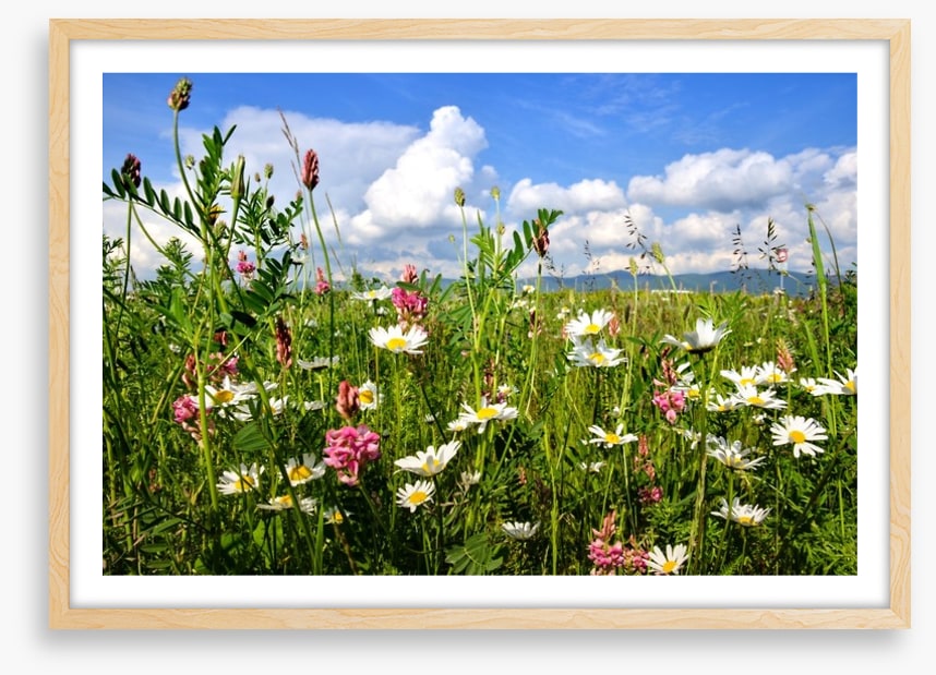 Wildflowers in the Summer meadow