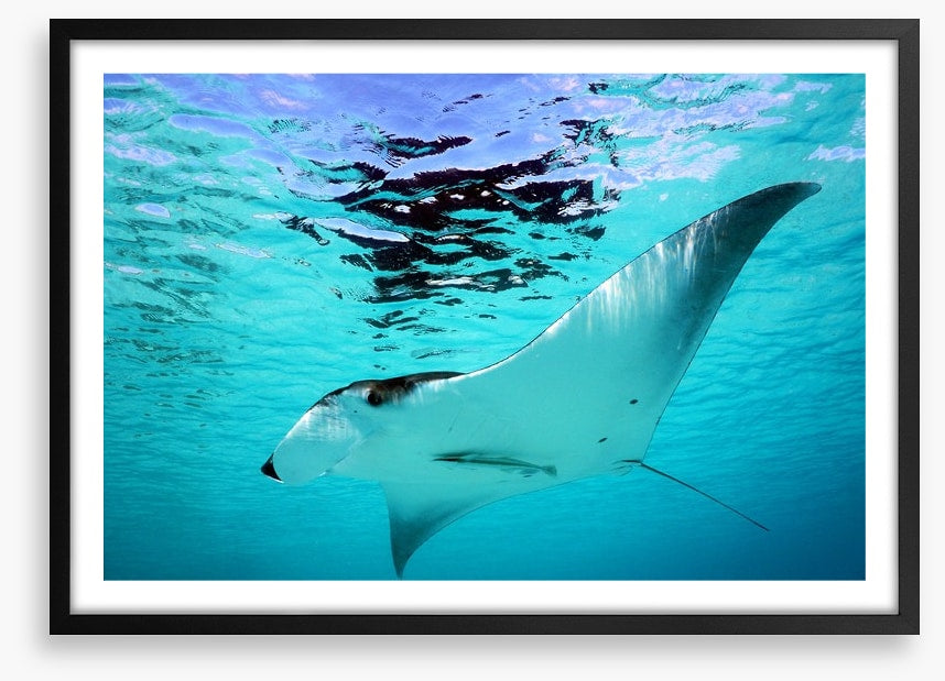 Manta Ray swim