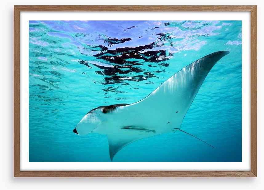 Manta Ray swim