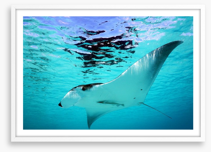 Manta Ray swim