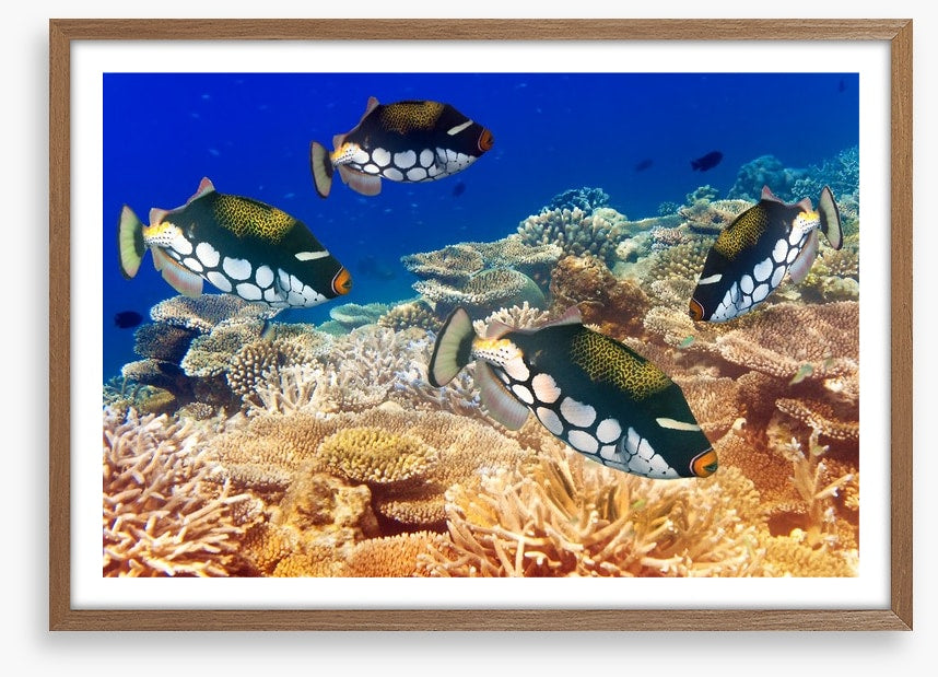 Fish / Aquatic