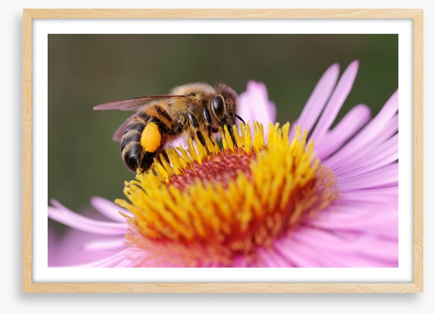 Insects