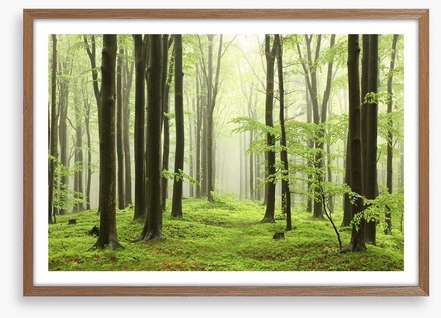 Spring beech forest