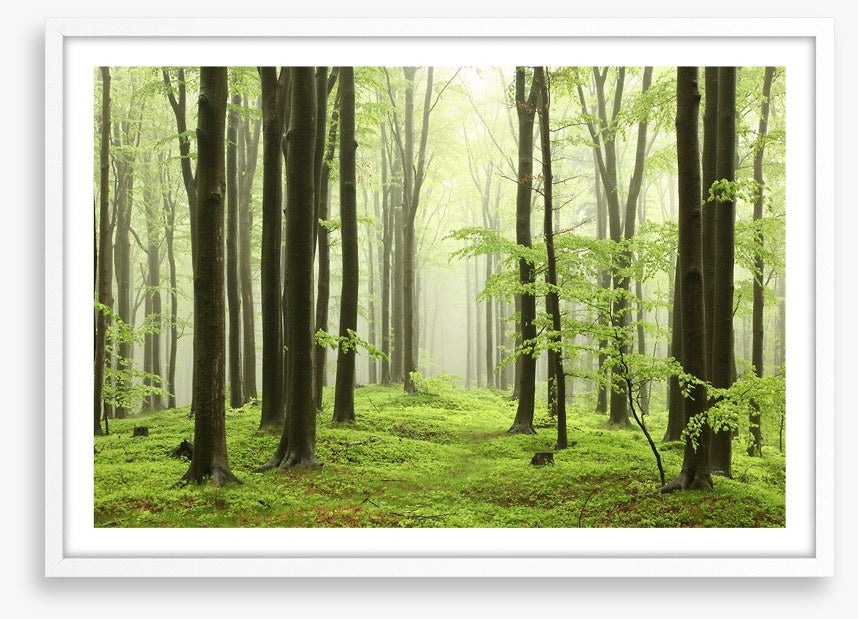 Spring beech forest
