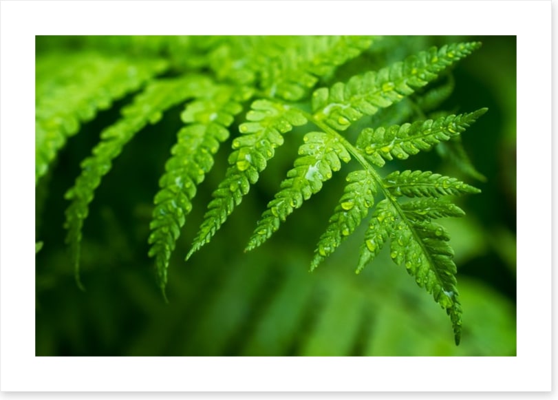 Fern leaf macro