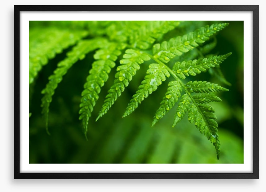 Fern leaf macro