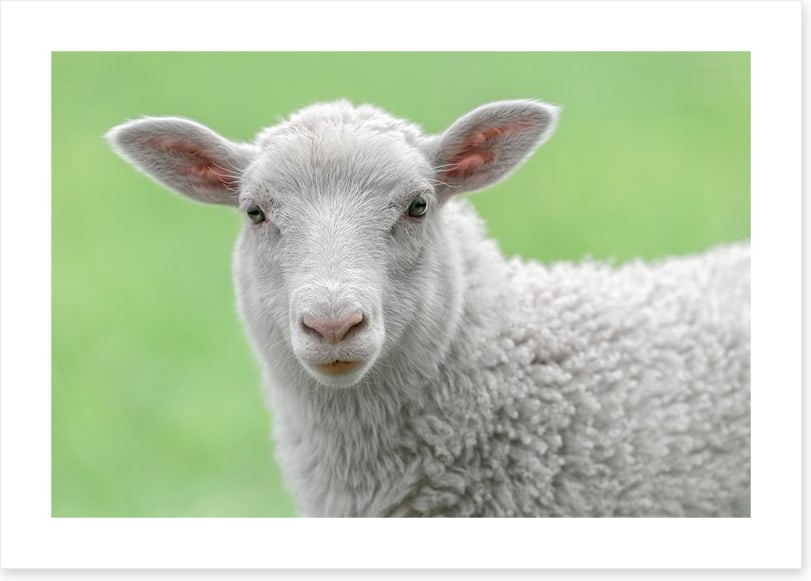 Spring lamb