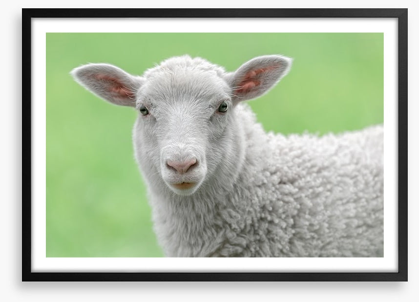 Spring lamb